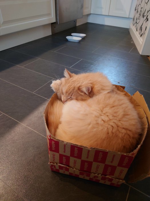 En orange katt sover ihopkrupen i en liten pappkartong på ett köksgolv.