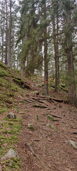 Stig i skogen med träd, mossa och rötter längs en backe.