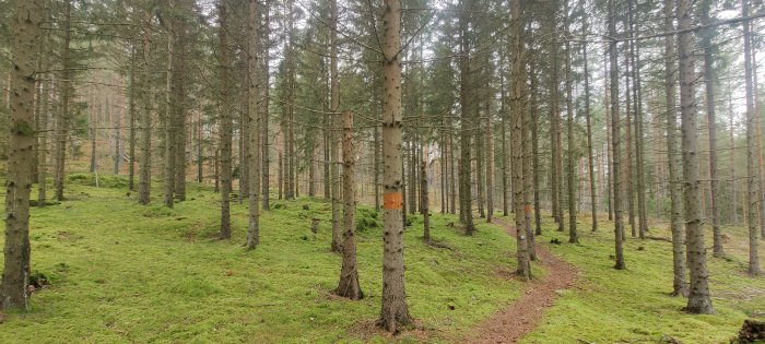En stig genom en tät barrskog med grönt mossa på marken och träd markerade med orange färg.
