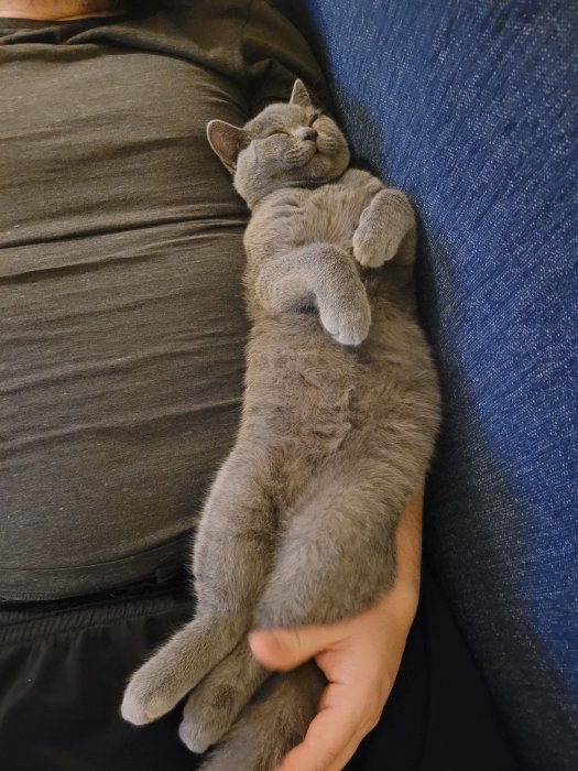 Grå katt sover bekvämt lutad mot en soffkudde och en person i grå t-shirt.