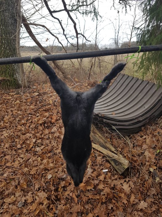 En svart pälsklädd kanin som hänger upp och ner på en stång utomhus med löv på marken.