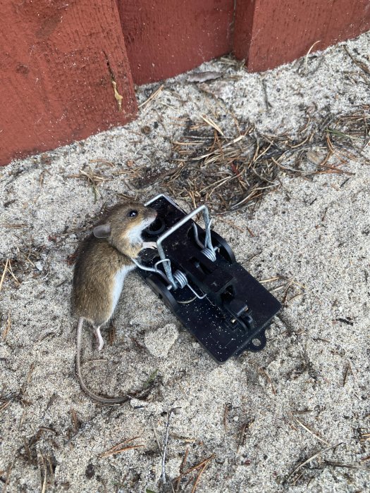 En mus fast i en fälla vid en rödmålad vägg på sandig mark.