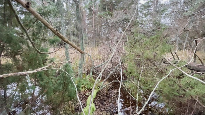 Översikt över ett skogskärr med en liten vattensamling omgiven av fallna grenar och tät vegetation.