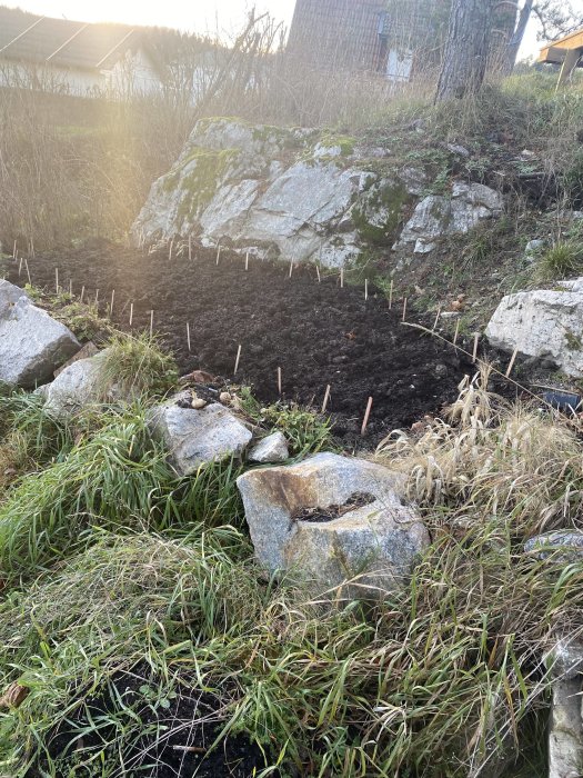 Nyligen planterad vitlöksbädd med synliga vitlökssorter markerade med pinnar i en trädgård.