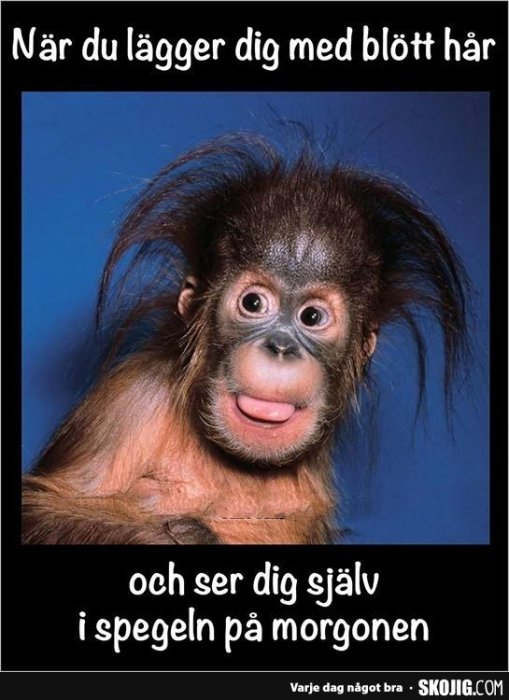 Rörig orangutang med uppspärrat öga och utsträckt tunga, liknande ett chockat morgonutseende.