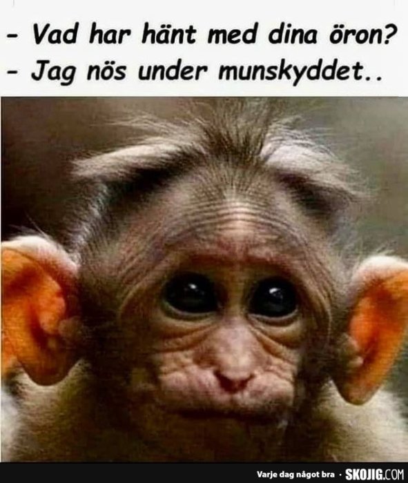 Närbild av en apa med stora öron och ögon som ser förvånat in i kameran, åtföljt av en humoristisk text.