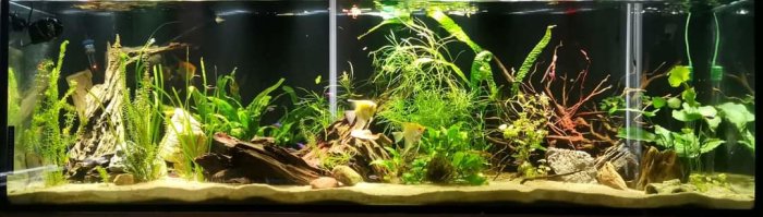 Välplanterat 720 liters akvarium med olika gröna växter och rötter, upplyst och synliga fiskar.