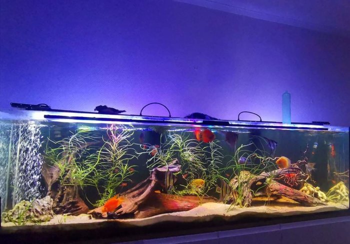 720-litersakvarium med olika fiskar, växter och trädekor under upplyst tak.