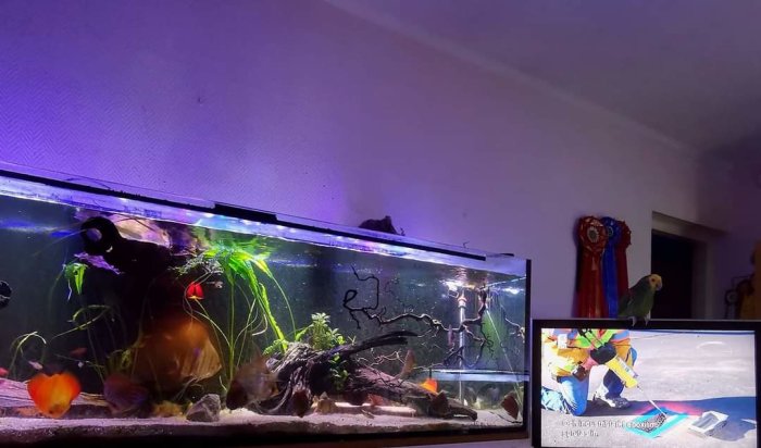 Ett upplyst 720 liters akvarium fullt med livliga fiskar, växter och inredning i ett vardagsrum.