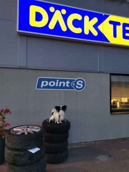 En katt sitter på en stapel med fyra sommardäck utanför en däckverkstad med skylten "DÄCKTEK".