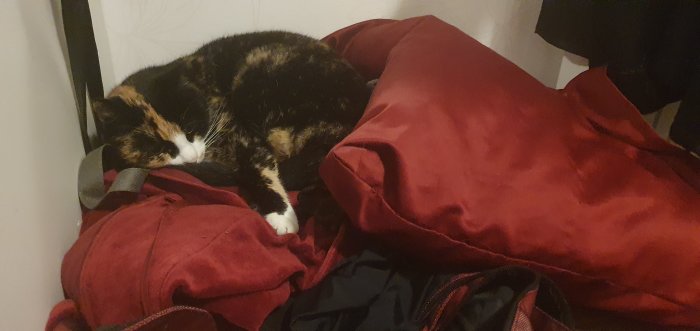 Katt som sover på en röd morgonrock och svart väska, med huvudkudde i bakgrunden.