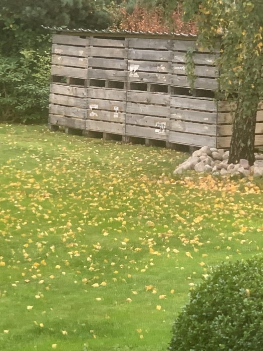 En grön trädgård med gula löv på marken och en pallkrage i bakgrunden på en gråmulen dag.