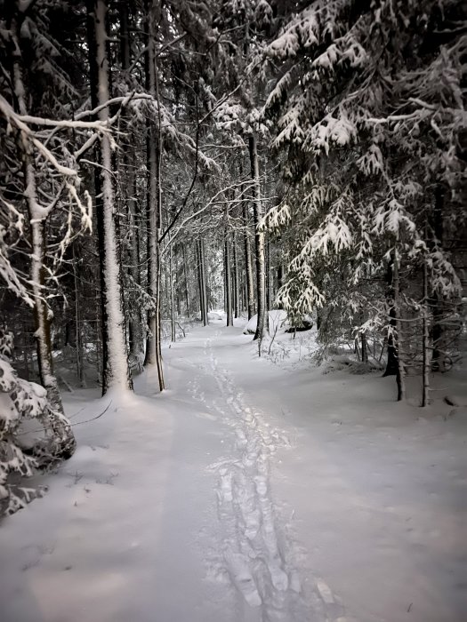 Snötäckt skogsväg med spår av skidåkning bland barrträd.