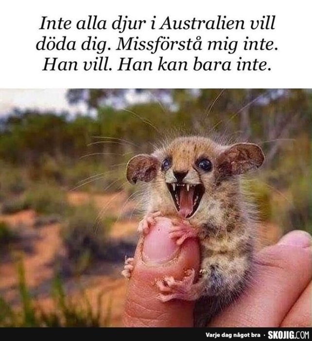 Liten possum på en hand gapar brett med text om djur i Australien.