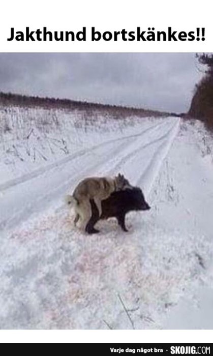 Hund och vildsvin på vinterbelagd väg med texten "Jakthund bortskänkes!!