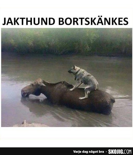 Hund sitter på en älg som simmar i vatten, med humoristisk text "JAKTHUND BORTSKÄNKES" ovanför.