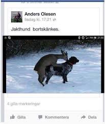 Jagthund som söker genom snö, inläggsdetaljer och "bortskänkes" text syns.