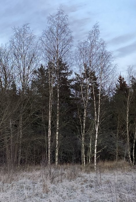 Björkträd i ett frostigt landskap med vinterskog i bakgrunden.