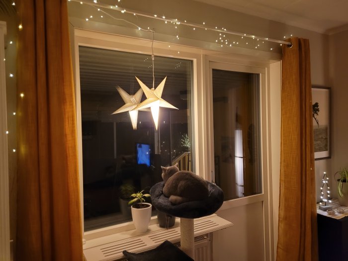 Katt på klösträd vid fönster med adventsstjärna och ljusslingor.