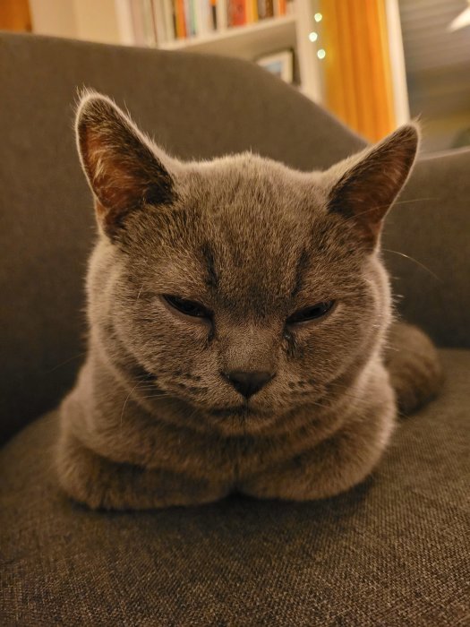 Grå katt med bedrövade ögon sitter på en soffa, ser trött eller sjuk ut.