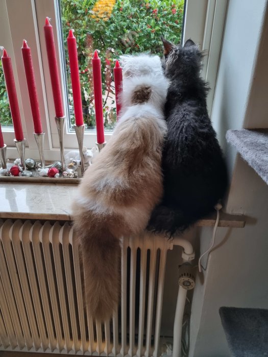 Två katter sitter på en radiator under ett fönster med julpynt och tittar ut.