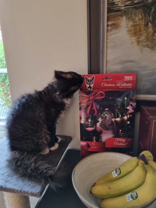 Katt sniffar på en kattjulkalender bredvid en skål med bananer, i ett fönster med juldekorationer.