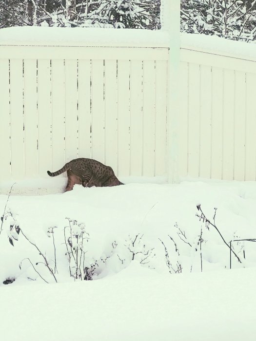 Katt halvt dold av djup snö nära ett staket, verkar tveksam i vinterlandskap.