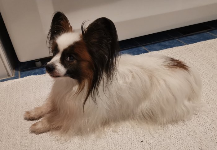 Papillonhund med vit och brun päls ligger på en vit matta mot blå kakel.