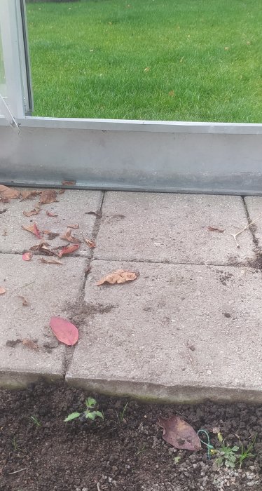 En ung tomatplanta som överlevt hösten bredvid stenplattor vid kanten av ett växthus med gräsmatta i bakgrunden.