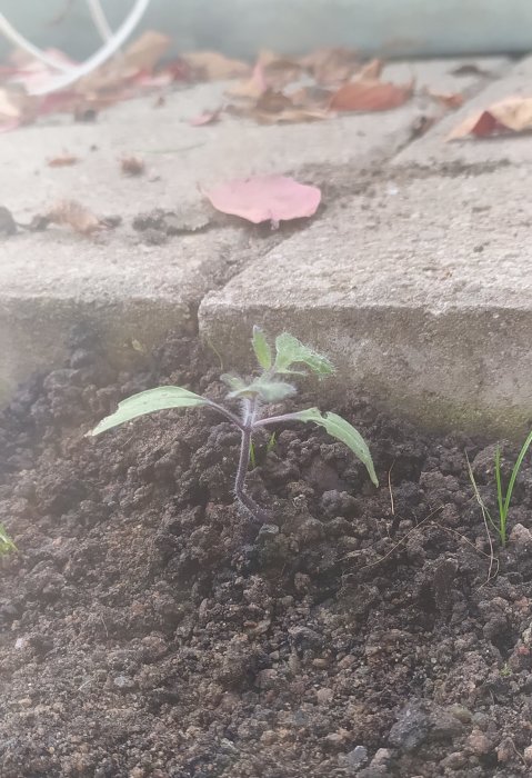 En ung tomatplanta som oväntat börjat växa i ett växthus efter säsongens slut.