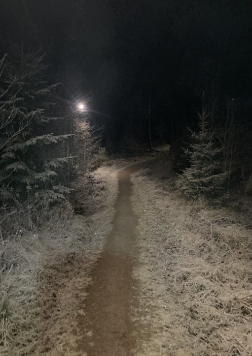 En mörk skogsväg upplyst av en ensam gatlykta på natten, med frost på marken.