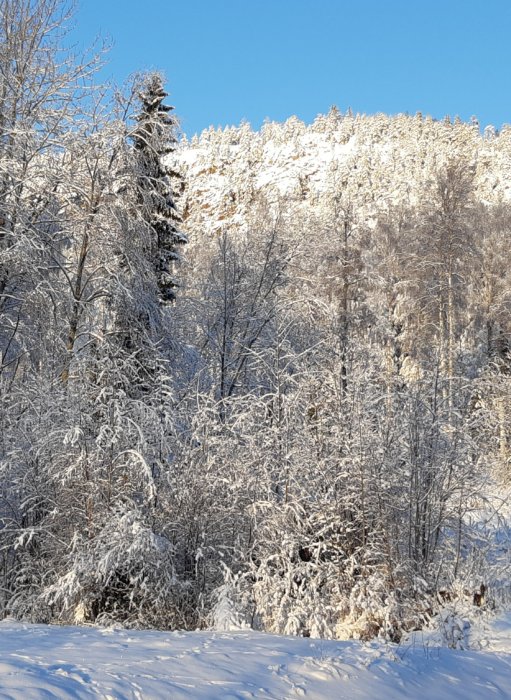 Snötäckta träd i en skog en solig vinterdag.