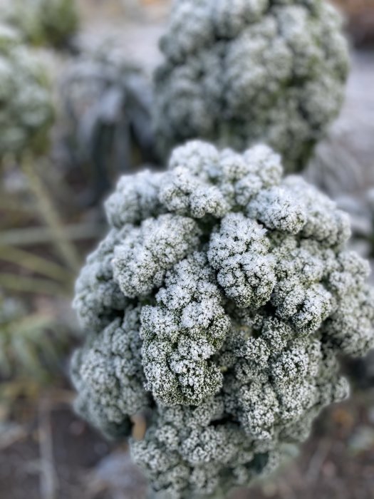 Broccoli täckt med frost ute i trädgården, redo att skördas.