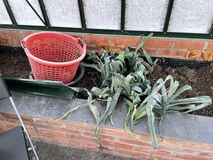 Vissnad purjolök som ligger frostat på marken bredvid en röd korg och växthusets frostat glas.