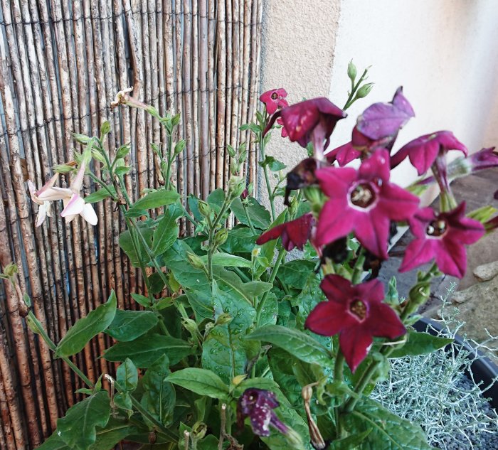 Vibrant julrosor och blomstertobaken med fuktiga blad framför ett brunaktigt staket.