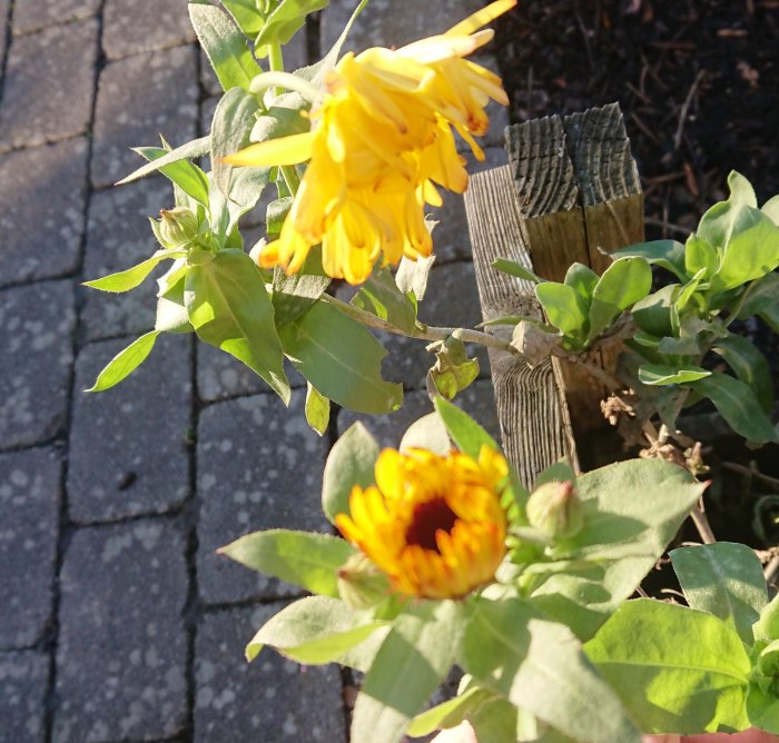 Ringblommor i närbild, ena blomman i fokus som reser sig efter frost, mot suddig bakgrund.