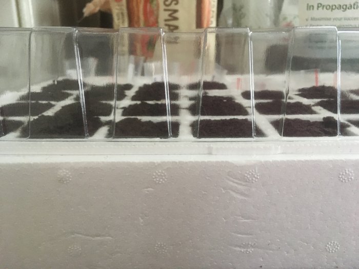 Rocotofrön sådda i brunaktiga svampar arrangerade i en vit förkultiveringsbricka, synliga genom genomskinliga fack.