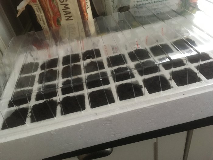 Fröer av rocotos plantor satta i odlingsblock av svampmaterial i växthuslåda.