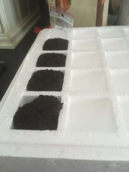 Frösådd av rocotos i plantjordssvampar på vit bricka, med fröpåsar i bakgrunden.