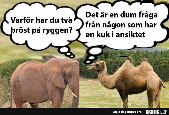 Humoristisk bild med fotoshoppade djur, en elefant med kamelkropp och en kamel med elefanthuvud, med pratbubblor.