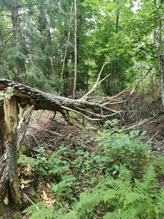 Delat och ruttet träd i skog med omkringliggande grönska och avbruten stam.