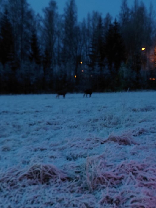 Frosttäckt gräsmatta i skymningen med silhuetter av två rådjur mot en skogsbakgrund och ljus från fönster.