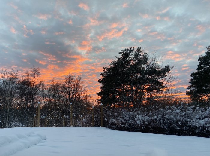 Vinterlandskap vid solnedgång med snötäckt mark och rosa-orange himmel.