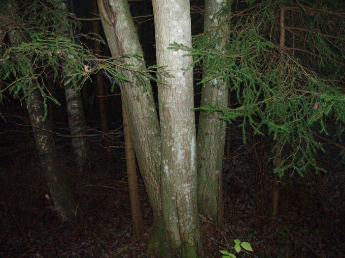 Skogsbild med misstänkt gråal i dunkel belysning med närliggande gran och markvegetation.