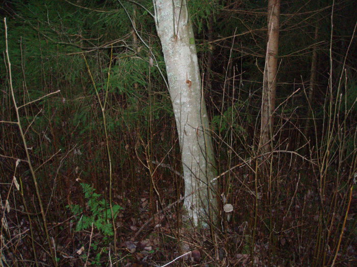 Träd i skog med gråal, asp och blandvegetation, svårt att skilja lövtyperna.