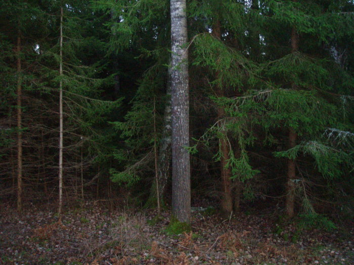 Skogsparti med barrträd och lövträd, möjlig gråal i förgrunden.