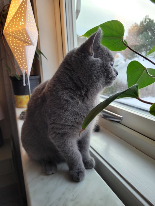 Grå katt sitter på fönsterbrädan och tittar ut genom fönstret.