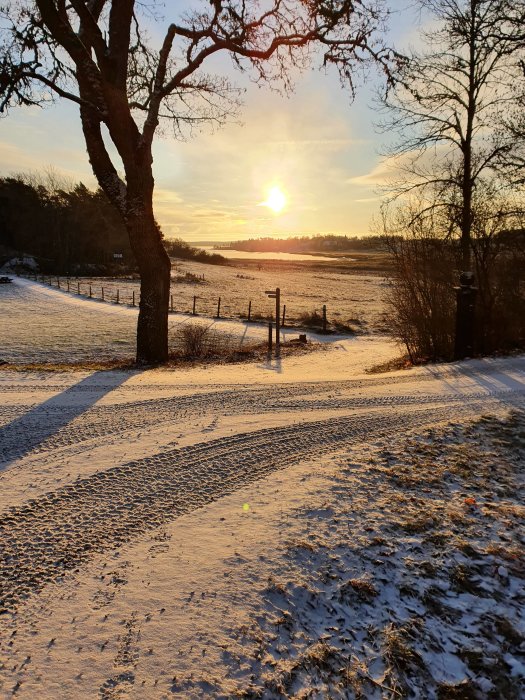 Soluppgång över ett snötäckt landskap med träd och staket.
