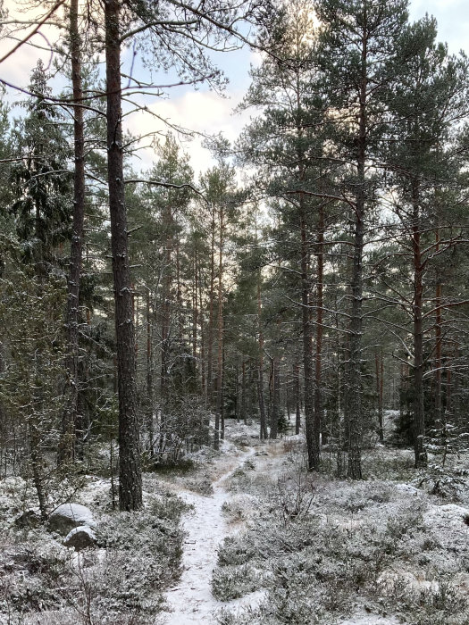 En snöbeklädd stig genom en tallskog med tunn snötäcke på marken.