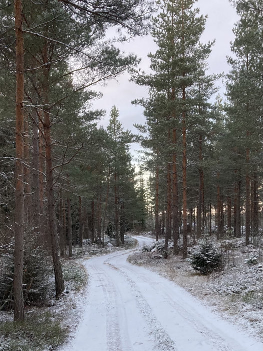 Vinterskogsväg med tallar och ett tunt lager snö.